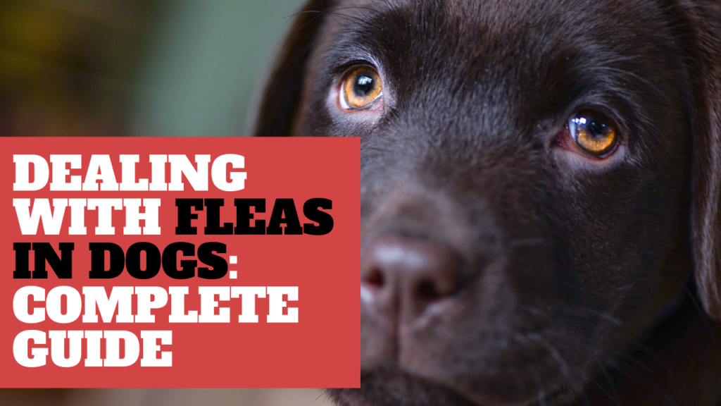 Dealing with Fleas in Dogs Your Complete Guide