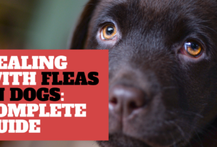 Dealing with Fleas in Dogs Your Complete Guide