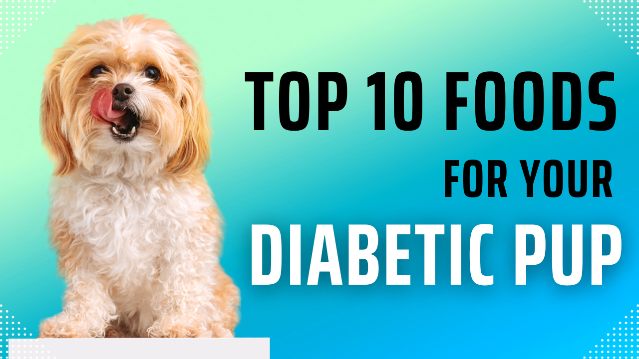 Foods for your diabetic pup