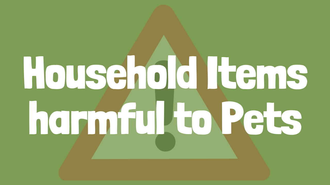 Household Items Harmful to Pets
