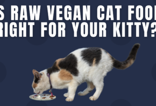 Is Raw Vegan Cat Food Right for Your Kitty