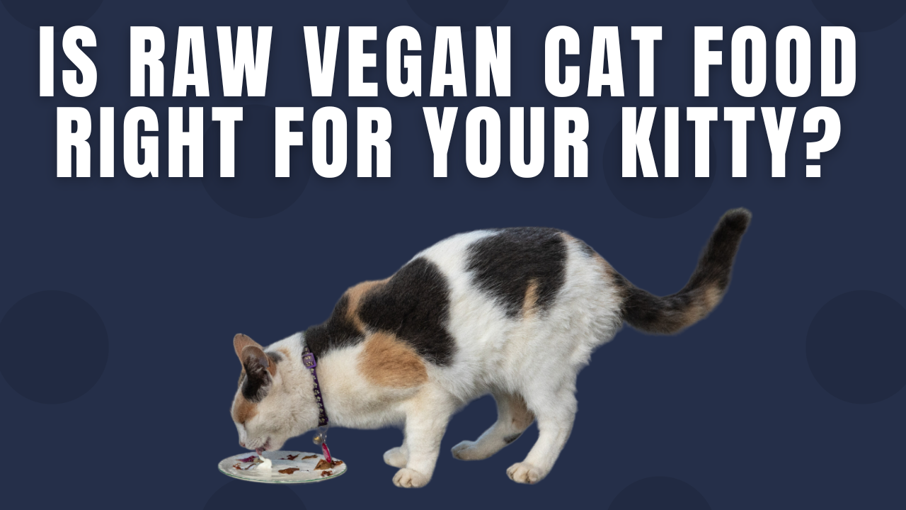 Is Raw Vegan Cat Food Right for Your Kitty