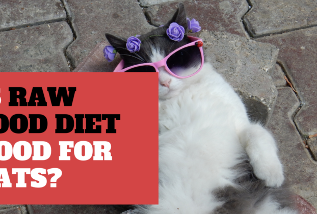 11-easy-homemade-diabetic-dog-food-recipes