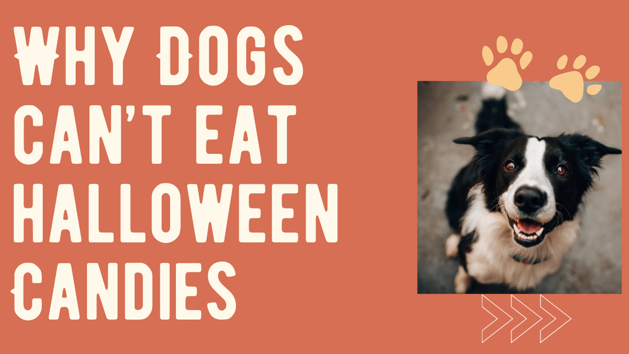 Why Dogs cannot eat halloween candies