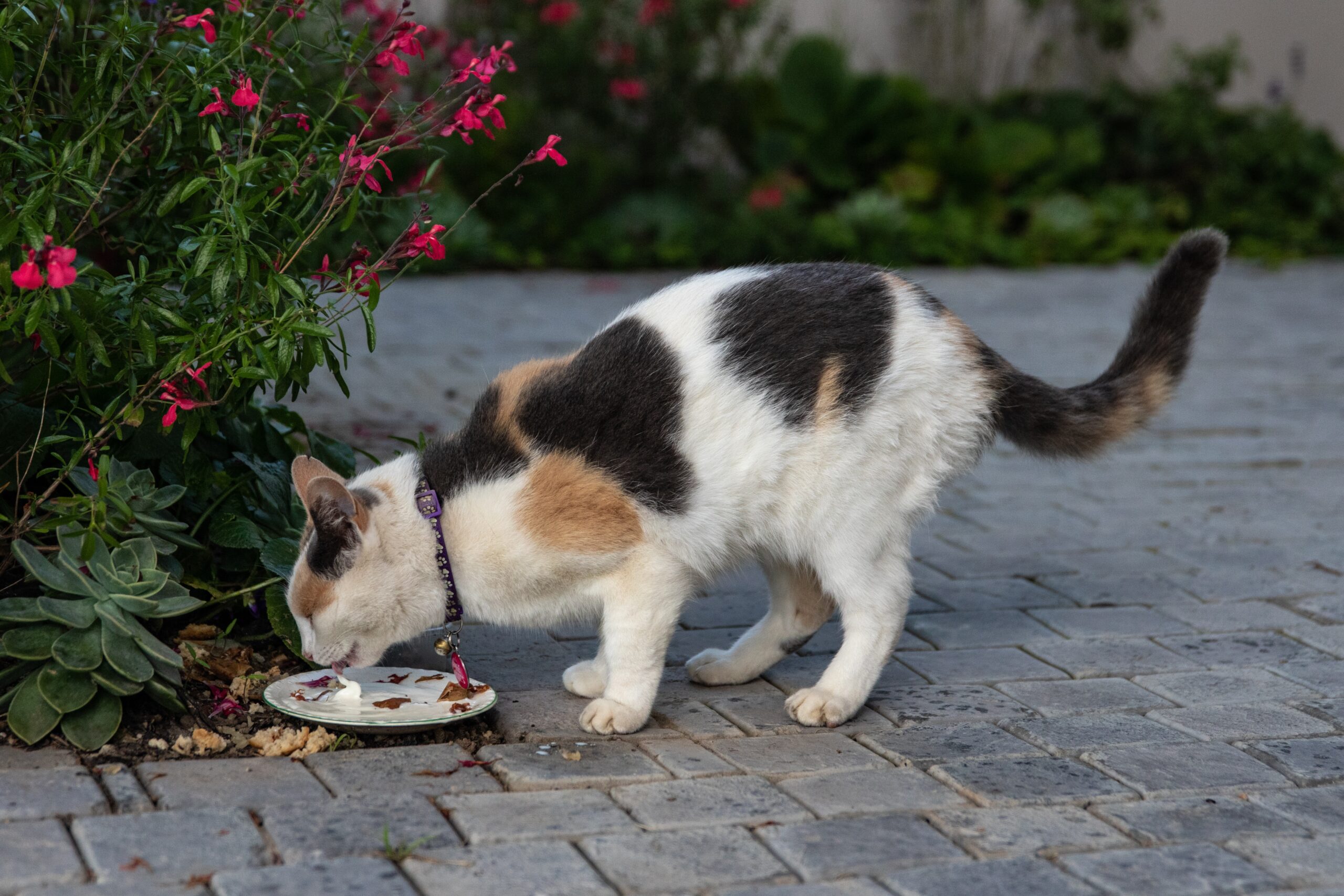 Why My Cat Is Not Eating, and What Can I Do About It