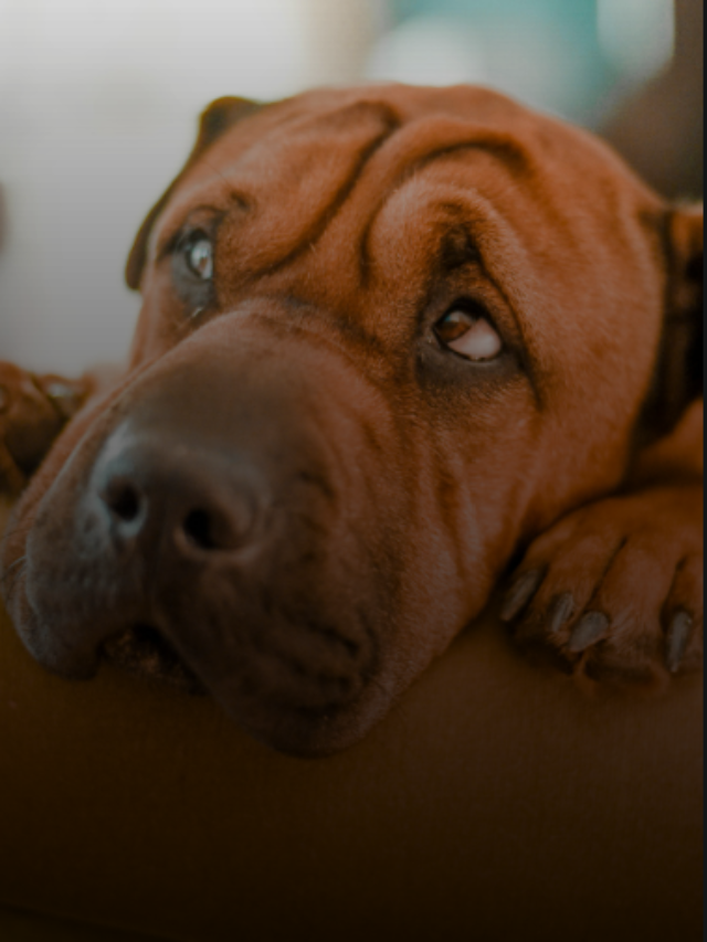 Save Your Dogs From This Silent Threat