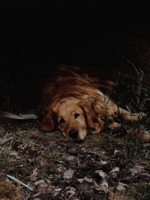 This Sign Means That Your Pet is ill