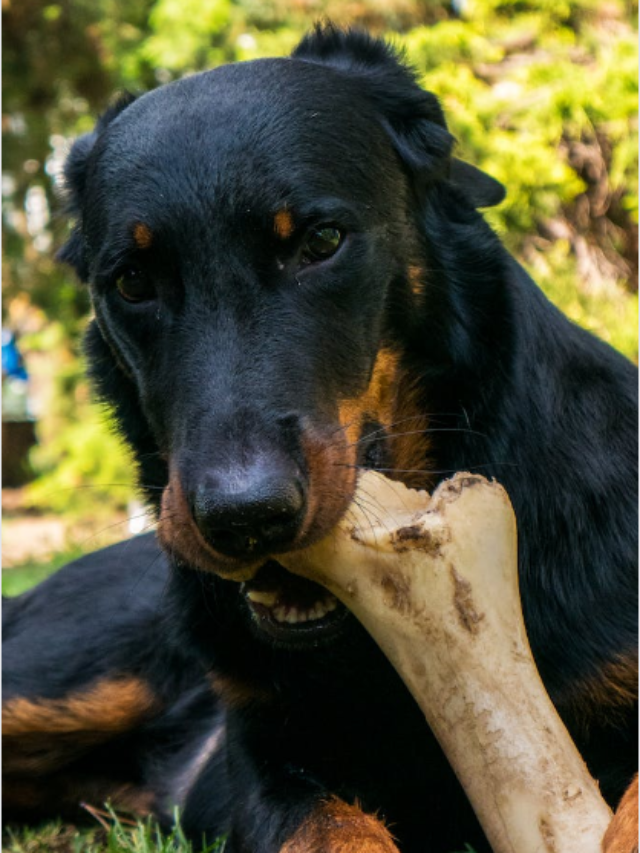 10 Toxic Foods For Pets You Should Stop Today