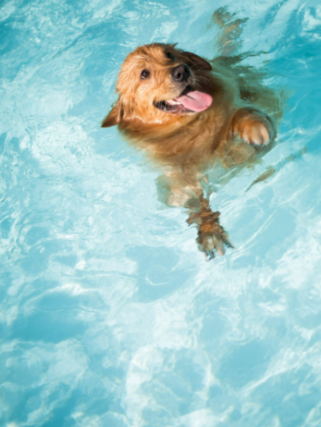 Why You Should Take Your Pets For Swimming