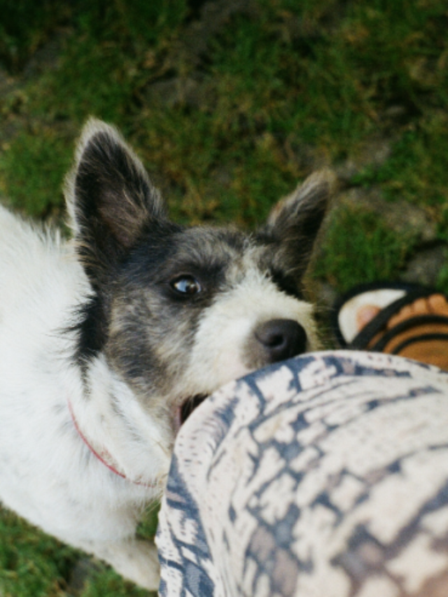 Dog Bite Emergency – What to do?