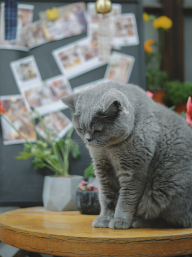 Look Out for These Signs of Chronic Kidney Disease in Cats