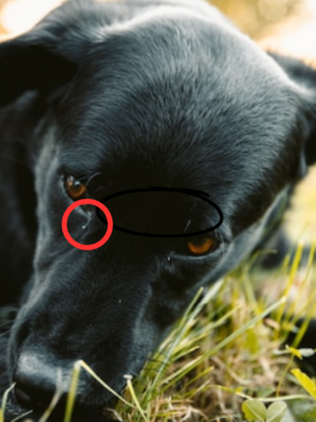 Save Your Dog From This Viral Disease – Parvo
