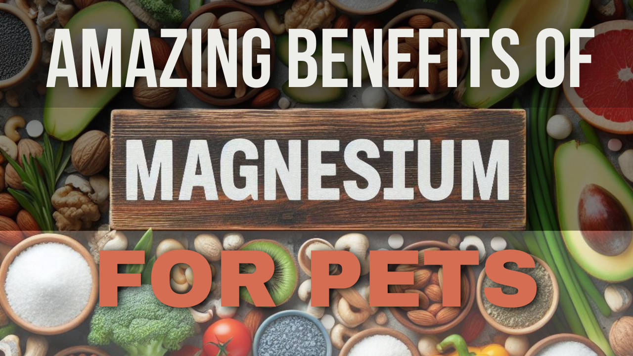 Benefits-of-magnesium-for-pets
