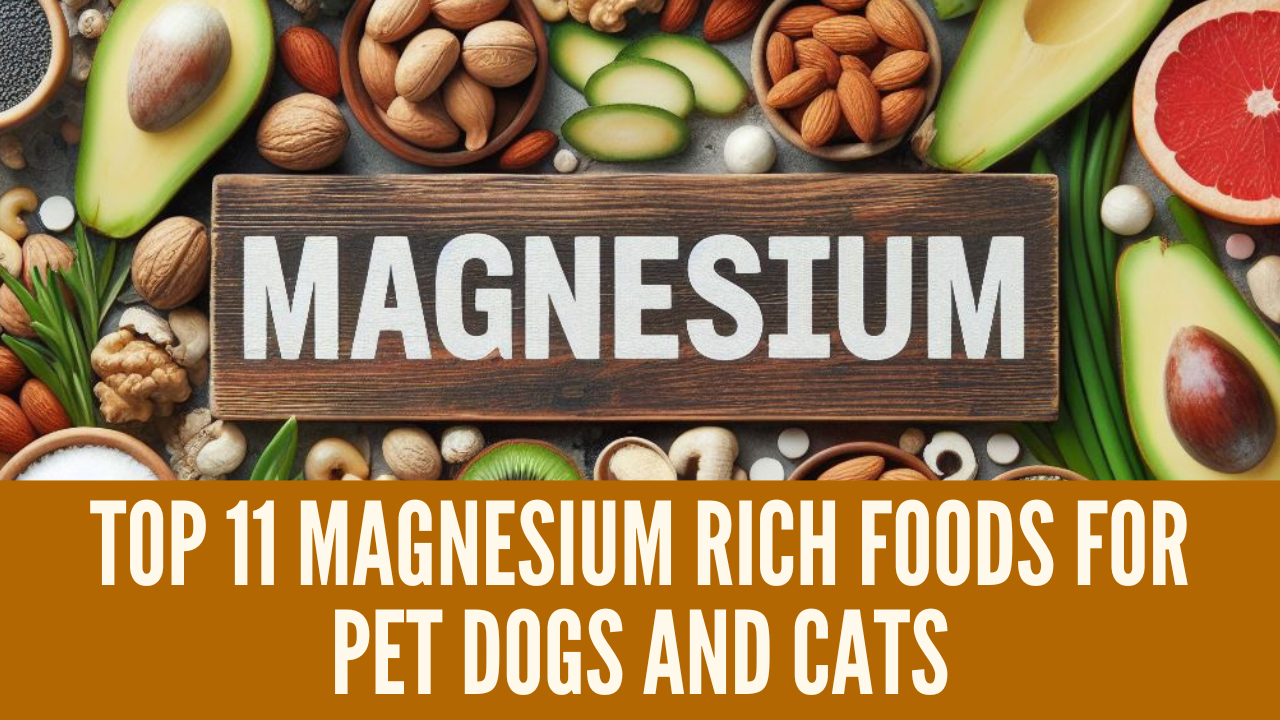 Top 11 Magnesium Rich Foods For Pet Dogs and Cats